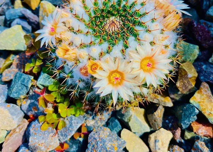 Apartman Amber - Sunny