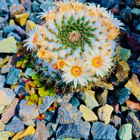 شقة Amber - Sunny